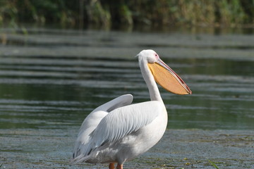 white pelican - pelecanus onocrotalus 