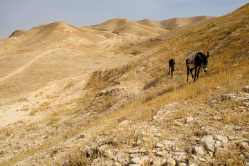 Fototapeta na wymiar Two donkeys in the Judaean Desert, Israel. 13-09-2015