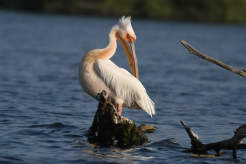 white pelican - pelecanus onocrotalus