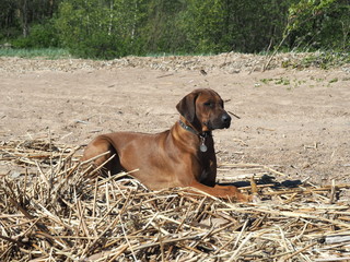 Rhodesian Ridgeback dog on the beach in the water