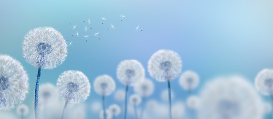 white dandelions on blue background - obrazy, fototapety, plakaty