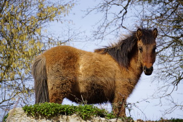 Hairy horse in the winter