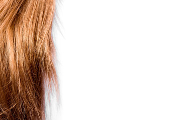 shiny and clean light brown hair on white background