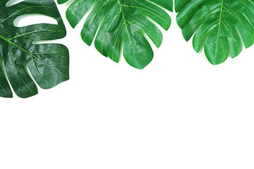 green leave monstera and space copy on white background