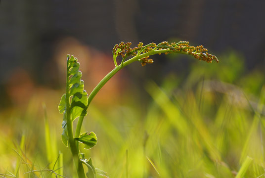 Echte Mondraute (Botrychium lunaria)