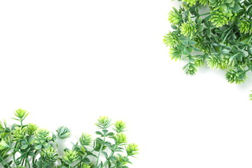 green artificial plant with space copy on white background