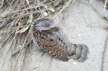Sleeping bird Eurasian wryneck hiding his head under the wing, Bulgaria