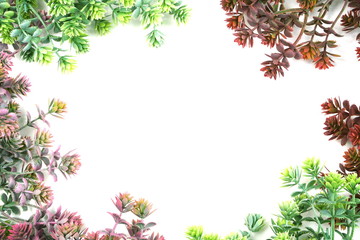 Obraz premium green artificial plant with space copy on white background