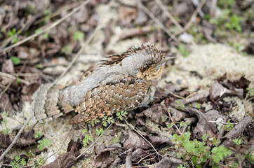 Little hiding Eurasian wryneck (Jynx torquilla) in grass, Bulgaria