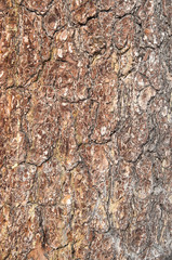 Colorful pine bark closeup