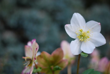 Christrose (Helleborus niger)