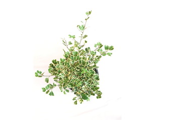 Top view of green house plant isolated on white background