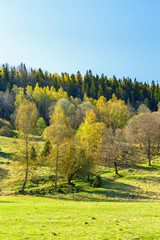 Spring with lush trees in a beautiful landscape © Lars Johansson