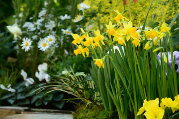 Daffodils and white flowers in a flower bed.