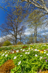 Meadow with Wood anemone flowers in a beautiful landscape