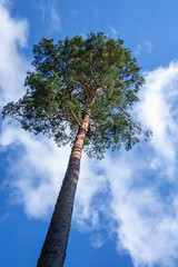 Fototapeta premium High Pine tree against the summer sky