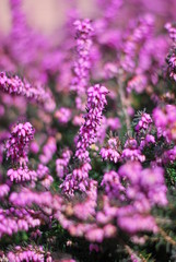 Schneeheide (Erica carnea)