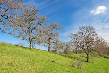 Fototapeta na wymiar Big oak tree on a hill in a beautiful landscape in spring