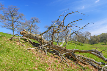Old dead oak tree on a meadow