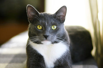 Beautiful grey house cat with bright green eyes is at home on a checkered grey plaid
