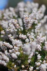 Schneeheide (Erica carnea)