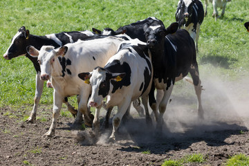 Milchuh auf Weide in Deutschland