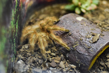 spider