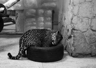 jaguar is sleaping