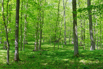 Rotbuchenwald, Krefeld, Deutschland
