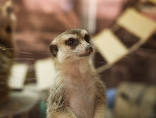 meerkat suricata suricatta