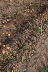 Culture de la pomme de terre