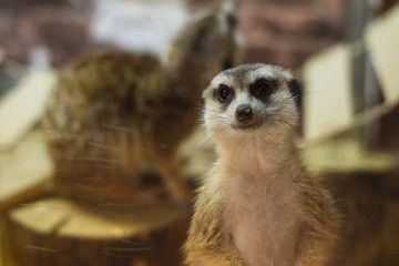 meerkat