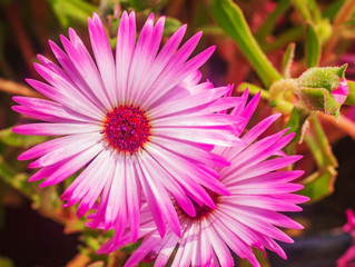 pink flower background bunch of Livingstone daisy , Dorotheanthus bellidiformis in  festival holi India
