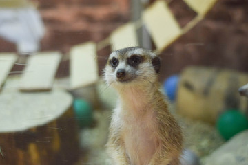 meerkat