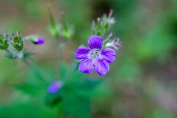 purple flower