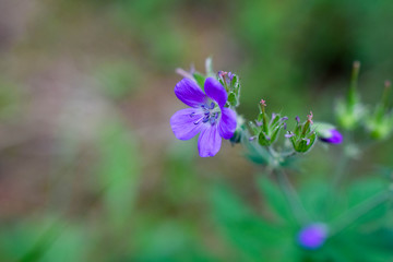 purple flower