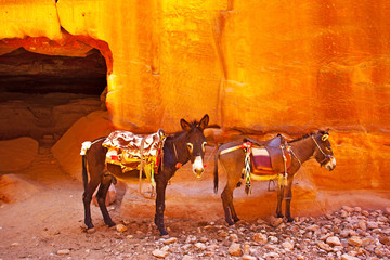 Donkeys in Petra