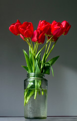 Bouquet of fresh tulips in a glass vase on a gray background. For 8th march happy women's day.
