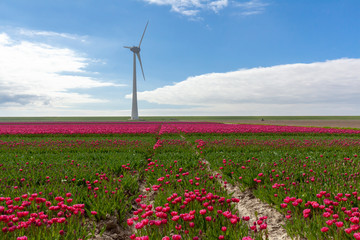 Tulips farmland