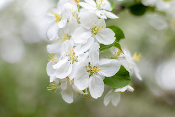 Apple branch in spring bloom