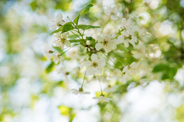 Cherry blossoms in spring.