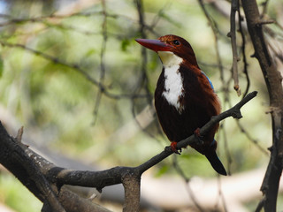 kingfisher on a branch