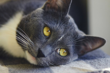 Gray home beautiful cat with yellow eyes lying on a plaid blanket in cloudy weather