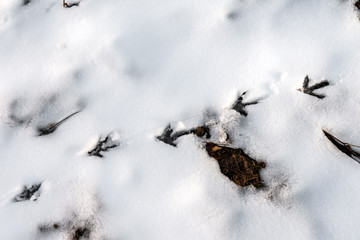Bird traces on snow