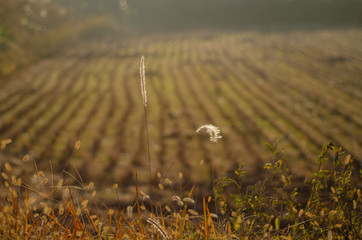 収穫の終わった田んぼ