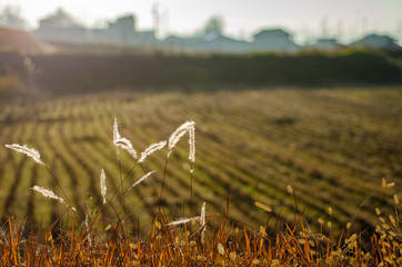 収穫の終わった田んぼ