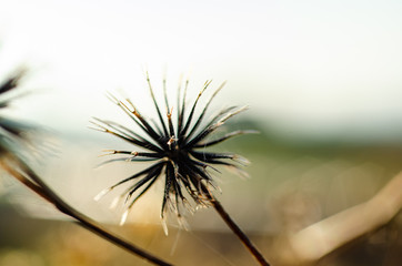 センダングサの種