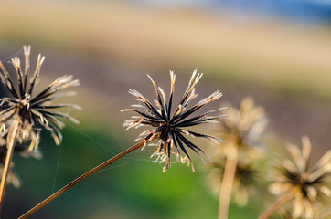 センダングサの種