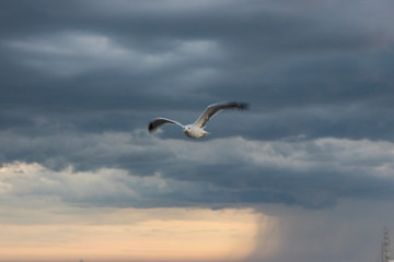 Seagull