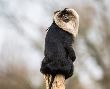 Macaca silenus, bearded monkey on a branch